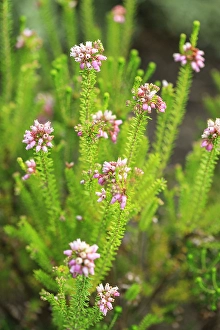 Bush Prints: Bremerton, Washington State. Pink spring flowers