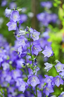 Jolly Sienda Prints: Bremerton, Washington State. Purple flowers, Delphinium Larkspur, flower gardens