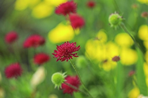 Jolly Sienda Prints: Bremerton, Washington State. Red thistle flower
