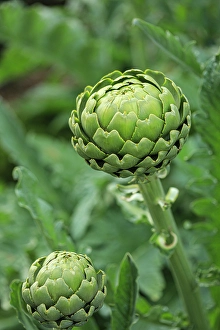 Vegetable Prints: Bremerton, Washington State. Ripe artichoke