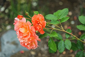 Stem Prints: Bremerton, Washington State. Rosebushes