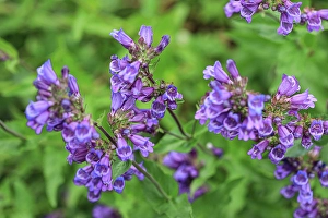New Images March 2024 Part 1 Prints: Bremerton, Washington State, Usa. Purple flower in garden