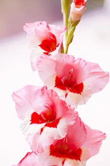 Bremerton, Washington State, USA. Gladiola flowers