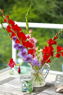 Images Dated 22nd October 2021: Bremerton, Washington State, USA. Gladiola flowers