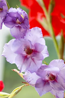 Images Dated 22nd October 2021: Bremerton, Washington State, USA. Gladiola flowers