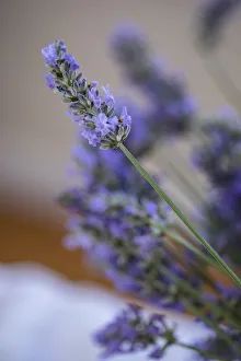 Soft Prints: Bremerton, Washington State, USA. Lavender sprig