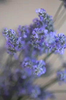 Images Dated 5th August 2021: Bremerton, Washington State, USA. Lavender sprig