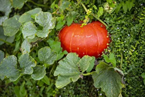Images Dated 22nd October 2021: Bremerton, Washington State, USA. Pumpkins
