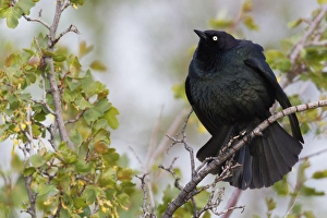 Wetlands Prints: Brewers Blackbird Displaying