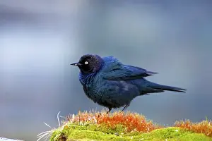 The Brewers blackbird (Euphagus cyanocephalus) is a medium-sized New World blackbird