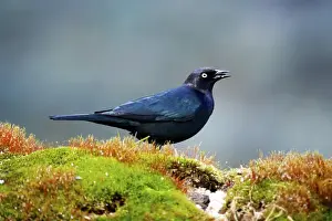 Seed Prints: The Brewers blackbird (Euphagus cyanocephalus) is a medium-sized New World blackbird