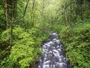 Images Dated 22nd May 2018: Bridal Veil Creek, Columbia River Gorge, Mt. Hood National Forest, Oregon