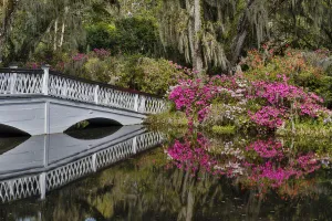 Oak Lane Prints: Bridge crossing pond Springtime azelea blooming Magnolia Plantation, Charelston South