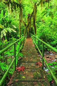 Brook Prints: Bridge over a jungle stream, Alajuela Province, Costa Rica