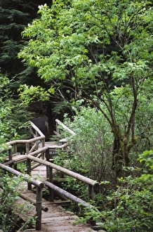 Walk Way Prints: Bridge on the Trail to Shi Shi Beach, Olympic National Park, Washington, US