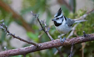 Images Dated 17th November 2021: Bridled titmouse