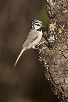 Images Dated 3rd May 2007: Bridled Titmouse Parus wollweberi South Eastern Arizona