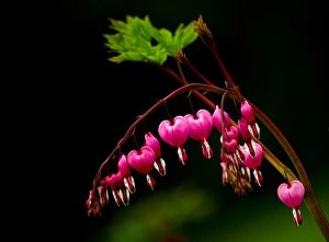Images Dated 20th April 2012: A bright bleeding heart flower against a dark background