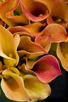 Bright colorful calla lilies at the Bloemenmarket