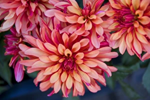 Images Dated 6th September 2007: Bright colorful flowers at the Bloemenmarket