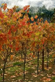 Bright fall colors on vines at the Barndborg vineyards in the Umpqua River region, Oregon