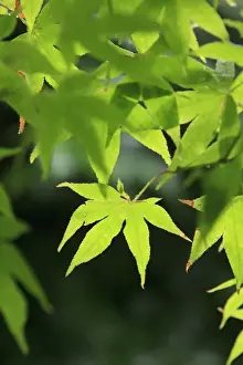 Images Dated 21st June 2012: Bright green Japanese Maple trees in their Spring foliage colours at the Ryouan-Ji Temple in Kyoto
