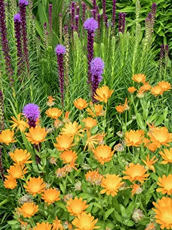 Lavender Prints: Bright orange calendula flowers and purple Liatris spicata blooming in a garden