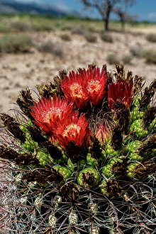 Spin Prints: Bright orange or red flowers of a barrel cactus in the Sonoran Desert