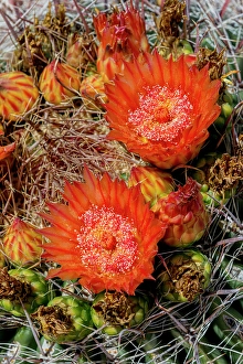 Spin Prints: Bright orange or red flowers of a barrel cactus in the Sonoran Desert