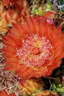 Cactus Prints: Bright orange or red flowers of a barrel cactus in the Sonoran Desert