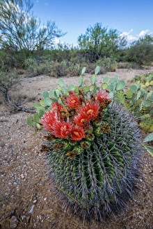 Cactus Prints: Bright orange or red flowers of a barrel cactus in the Sonoran Desert