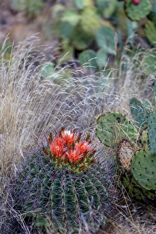 Cactus Prints: Bright orange or red flowers of a barrel cactus in the Sonoran Desert