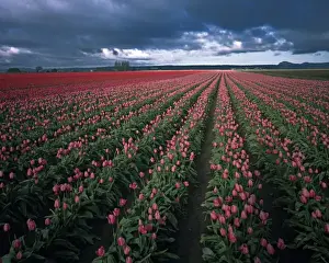 Lee Mann Prints: Bright pink and red tulips glow under dark clouds in the Skagit Valley of Washington