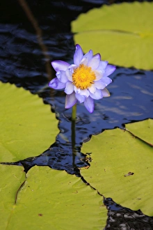 Queensland Prints: A bright purple water lily on the waters of Lake Barrine, The Atherton Tablelands