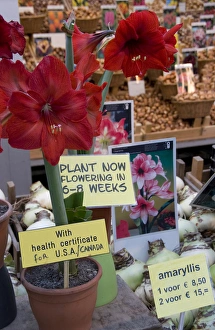 Images Dated 6th September 2007: Bright red Amaryllis plant showing health certificate for US travel with bulbs in