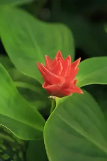 Pretty Prints: A bright red ginger flower on display at the Cairns Botanic Gardens, far north Queensland
