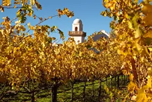 Oakville Prints: Bright reds and yellows of fall colored Cabernet Sauvignon vine leaves in front of
