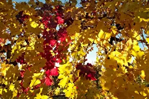 Images Dated 12th July 2010: Bright reds and yellows of fall colored Cabernet Sauvignon vine leaves in front of