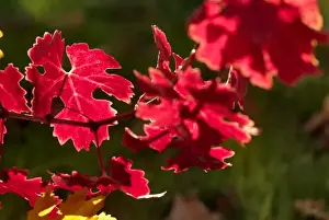Bright reds and yellows of fall colored Cabernet Sauvignon vine leaves in front of
