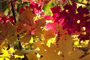 Images Dated 12th July 2010: Bright reds and yellows of fall colored Cabernet Sauvignon vine leaves in front of