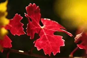 Cabernet Sauvignon Prints: Bright reds and yellows leaves of Cabernet Sauvignon vines in a Napa Valley vineyard near Oakville