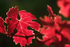 Bright reds and yellows leaves of Cabernet Sauvignon vines in a Napa Valley vineyard near Oakville