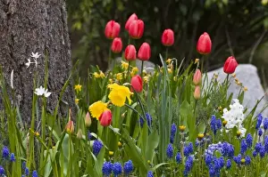 Images Dated 17th April 2008: Bright spring garden creates elegant natural bouquet
