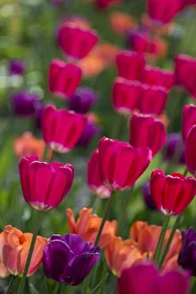 Select Focus Prints: Bright spring tulips