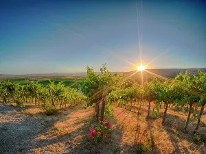 Yakima Valley Prints: Bright sunlight streaming through the grape vines lined with pink roses at Red Willow Vineyard