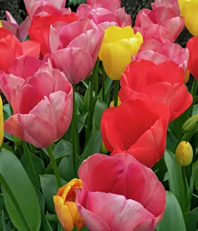 Geophyte Prints: Bright tulips fill a garden at a local winery