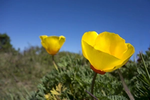 Images Dated 26th March 2015: A bright, yellow California Poppy against very blue sky