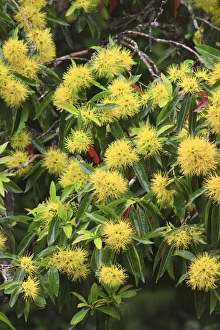 Rainforest Prints: Bright yellow wattle flowers bloom beside the Babinda Creek