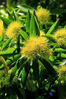 Images Dated 14th March 2011: A bright yellow wattle tree in suburban Cairns, far north Queensland, Australia