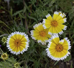 Betty Sederquist Prints: Bright yellow and white wildflowers gladden the soul in this meadow in the California Coast Range